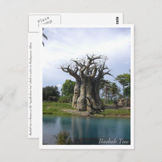 Briefkaart Baobab Tree (Voorkant / Achterkant)