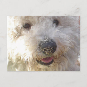 Briefkaart Bichon Frise