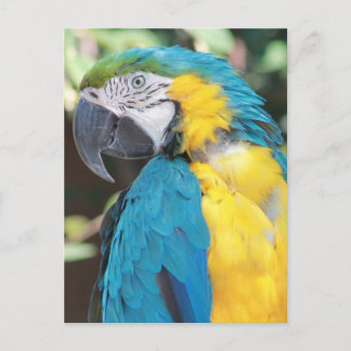 Briefkaart Blauw en gouden Macaw