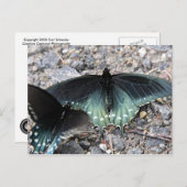 Briefkaart Blauwe Butterflies (Voorkant / Achterkant)