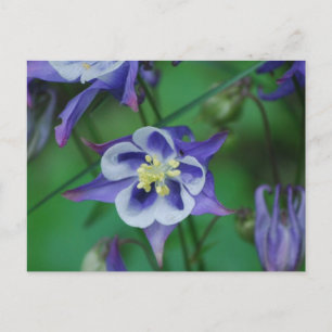 Briefkaart Blauwe en Witte Columbine Flowers