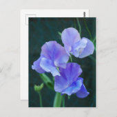 Briefkaart Blauwe peuzenbloemen (Voorkant / Achterkant)