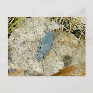 Briefkaart Blauwe sprinkhaan