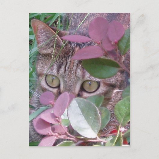 Briefkaart Blaze Cat Eyes (Voorkant)