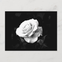 Briefkaart-bloemen-41 Briefkaart