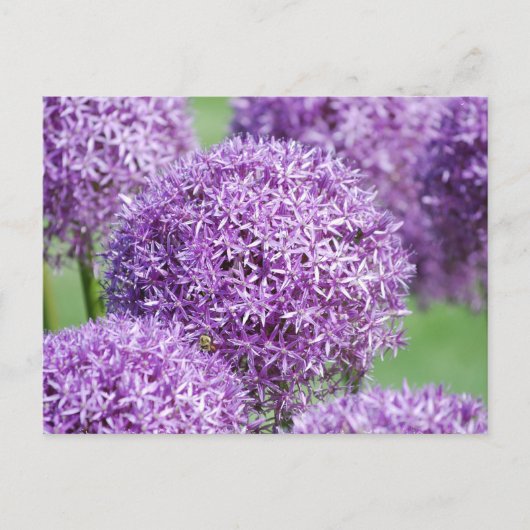 Briefkaart Blooming Allium Flowers (Voorkant)