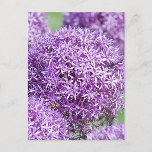 Briefkaart Blooming Allium Flowers (Voorkant)