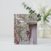 Briefkaart Bluebird Pair (Staand voorkant)