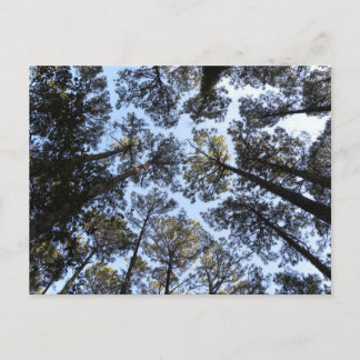 Briefkaart Bomen-perspectief