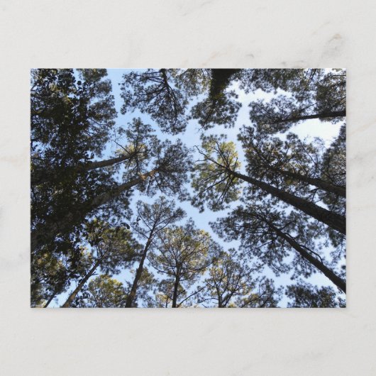 Briefkaart Bomen-perspectief (Voorkant)