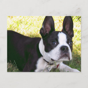 Briefkaart Boston Terrier Pup