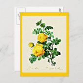 Briefkaart-Botanicals-Pierre Joseph Redoute 13 Briefkaart (Voorkant / Achterkant)