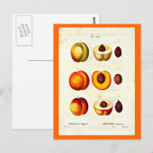 Briefkaart-Botanicals-Pierre Joseph Redoute 17 Briefkaart (Voorkant / Achterkant)