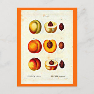 Briefkaart-Botanicals-Pierre Joseph Redoute 17 Briefkaart