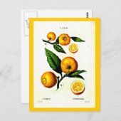 Briefkaart-Botanicals-Pierre Joseph Redoute 23 Briefkaart (Voorkant / Achterkant)