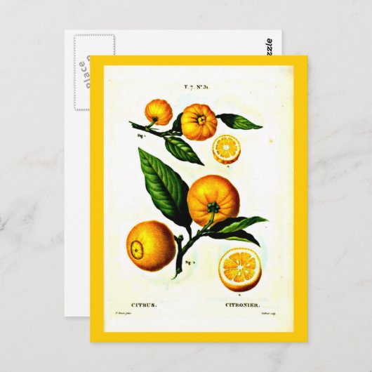 Briefkaart-Botanicals-Pierre Joseph Redoute 23 Briefkaart (Voorkant / Achterkant)