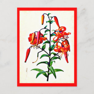 Briefkaart-Botanicals-Pierre Joseph Redoute 4 Briefkaart