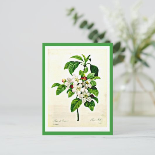 Briefkaart-Botanicals-Pierre Joseph Redoute 9 Briefkaart (Staand voorkant)