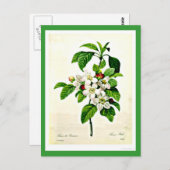 Briefkaart-Botanicals-Pierre Joseph Redoute 9 Briefkaart (Voorkant / Achterkant)