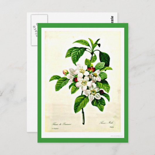 Briefkaart-Botanicals-Pierre Joseph Redoute 9 Briefkaart (Voorkant / Achterkant)