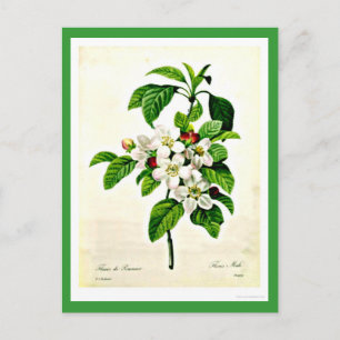 Briefkaart-Botanicals-Pierre Joseph Redoute 9 Briefkaart