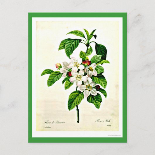 Briefkaart-Botanicals-Pierre Joseph Redoute 9 Briefkaart (Voorkant)