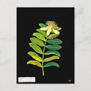 Briefkaart-Botanische Kunst-Mary Delany 13 Briefkaart