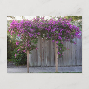 Briefkaart Bougainvillea