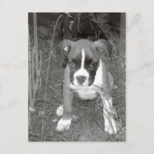 Briefkaart Boxer Pup