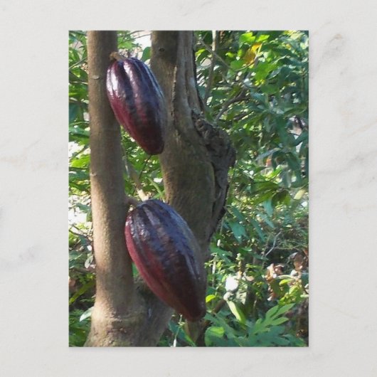 Briefkaart Cacao-bomen (Voorkant)