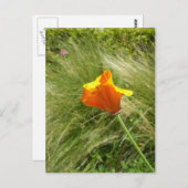 Briefkaart Californië Poppy (Voorkant / Achterkant)