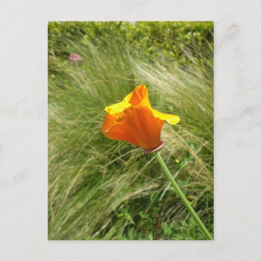 Briefkaart Californië Poppy (Voorkant)