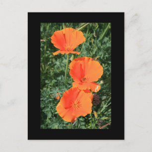 Briefkaart Californië Poppy Flowers