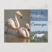 Briefkaart Camargue