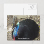 Briefkaart Cassowary QLD Australië (Voorkant / Achterkant)
