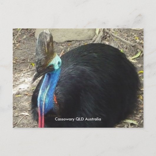 Briefkaart Cassowary QLD Australië (Voorkant)