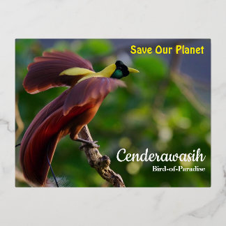 Briefkaart Cenderawasih