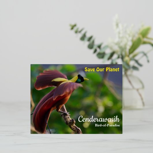 Briefkaart Cenderawasih (Staand Voorkant)