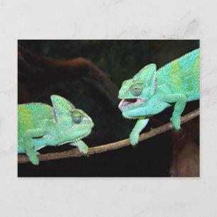 Briefkaart Chameleon