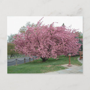 Briefkaart Cherry Tree