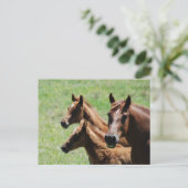Briefkaart - Chestnut Mare & Foals (Staand voorkant)