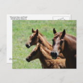 Briefkaart - Chestnut Mare & Foals (Voorkant / Achterkant)