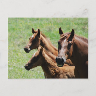 Briefkaart - Chestnut Mare & Foals