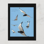 Briefkaart- Chicago Art-Abyssiniaanse vogels 13 Briefkaart (Voorkant)