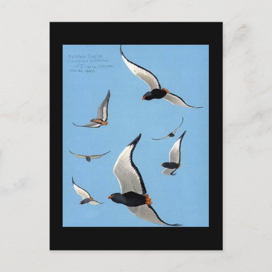 Briefkaart- Chicago Art-Abyssiniaanse vogels 13 Briefkaart (Voorkant)