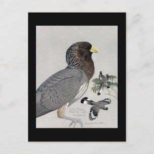 Briefkaart- Chicago Art-Abyssiniaanse vogels 14 Briefkaart