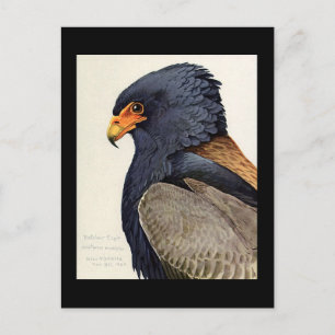 Briefkaart- Chicago Art-Abyssiniaanse vogels 18 Briefkaart
