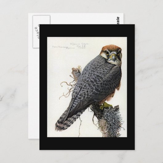 Briefkaart- Chicago Art-Abyssiniaanse vogels 2 Briefkaart (Voorkant / Achterkant)