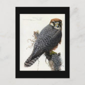 Briefkaart- Chicago Art-Abyssiniaanse vogels 2 Briefkaart (Voorkant)