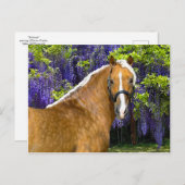 briefkaart "Chieftain" (Voorkant / Achterkant)